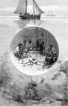 Pearl Fishery, Torres Strait, Australia, 1886