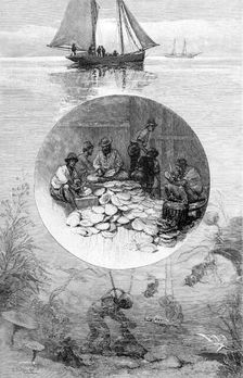 Pearl Fishery, Torres Strait, Australia, 1886