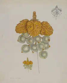 Pearl Pin, 1935/1942. Creator: Tulita Westfall