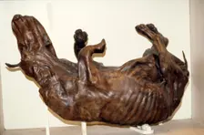 Peat preserved ox, Geological Museum, London, c2nd century