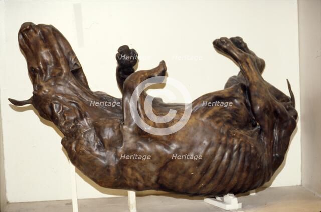 Peat preserved ox, Geological Museum, London, c2nd century Artist: Unknown.