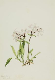 Peatpink (Silene caroliniana), 1917. Creator: Mary Vaux Walcott