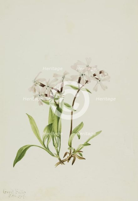 Peatpink (Silene caroliniana), 1917. Creator: Mary Vaux Walcott.