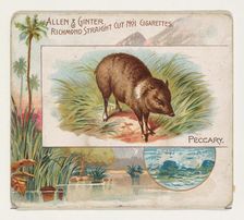 Peccary, from Quadrupeds series (N41) for Allen & Ginter Cigarettes, 1890. Creator: Allen & Ginter