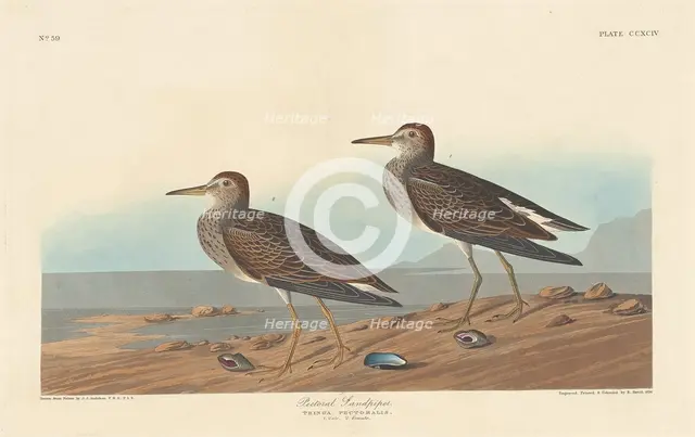 Pectoral Sandpiper, 1836. Creator: Robert Havell.