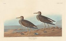 Pectoral Sandpiper, 1836. Creator: Robert Havell
