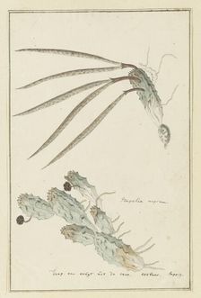 Pectinaria articulata (Ait.) Haw., 1777-1786. Creator: Robert Jacob Gordon