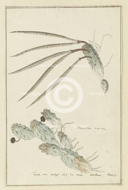 Pectinaria articulata (Ait.) Haw., 1777-1786. Creator: Robert Jacob Gordon.
