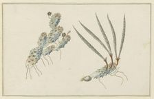Pectinaria articulata (Ait.) (Stapelia Nigrum), 1777-1786. Creator: Robert Jacob Gordon