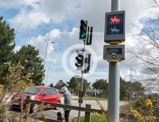 Pedestrian with dog using pelican crossing on road at Dibden Purlieu, Hampshire 2016. Creator: Unknown.