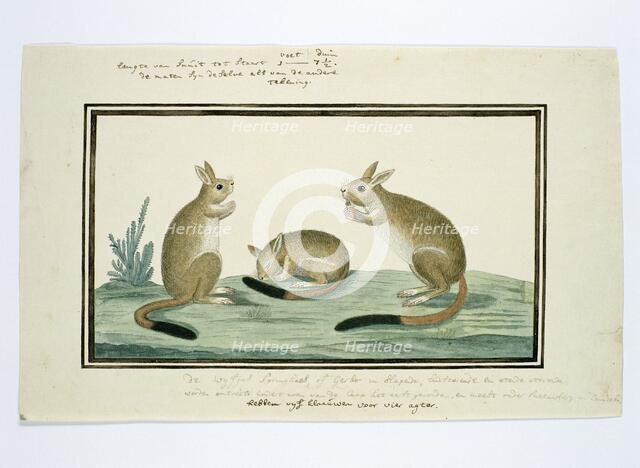 Pedetes cafer (South African springhare), 1778-1779. Creator: Robert Jacob Gordon.