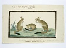 Pedetes cafer (South African springhare), 1778-1779. Creator: Robert Jacob Gordon