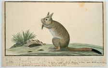 Pedetes cafer (South African springhare), 1778. Creator: Robert Jacob Gordon