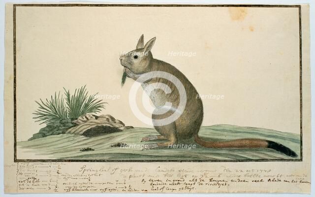 Pedetes cafer (South African springhare), 1778. Creator: Robert Jacob Gordon.