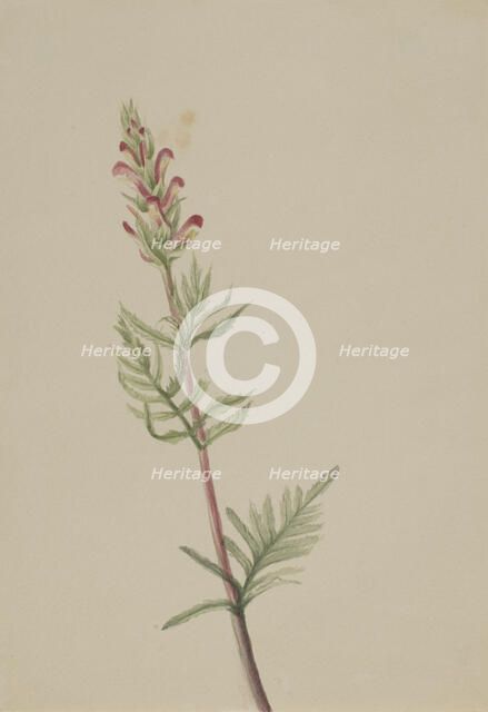 Pedicularis bracteosa, ca. 1917-1918. Creator: Mary Vaux Walcott.