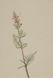 Pedicularis bracteosa, ca. 1917-1918. Creator: Mary Vaux Walcott