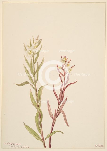 Pedicularis raremosa, 1904. Creator: Mary Vaux Walcott.