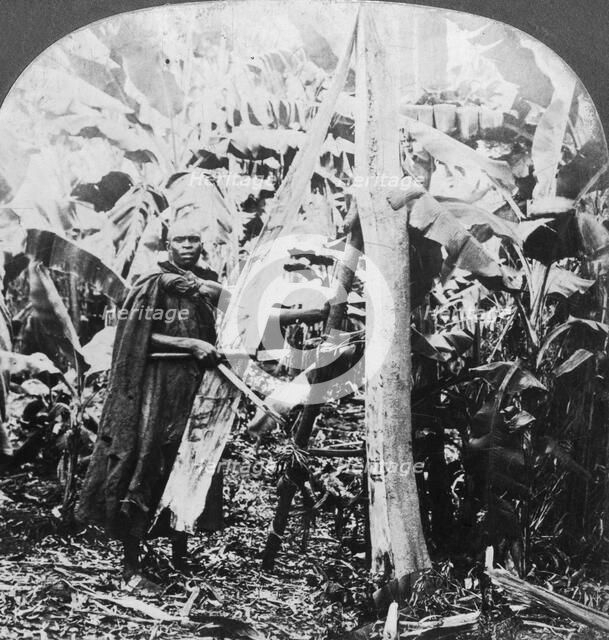 Peeling bark for making bark cloth, Uganda, late 19th or early 20th century. Artist: Keystone View Company