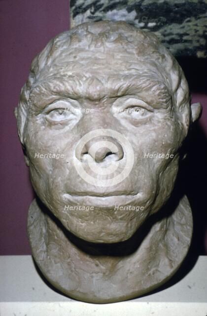 Peking Man, Reconstruction of Head from fossil evidence, c20th century.  Artist: Unknown.