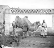 Peking, Pechili province, China: a camel with its owner, 1871. Creator: John Thomson