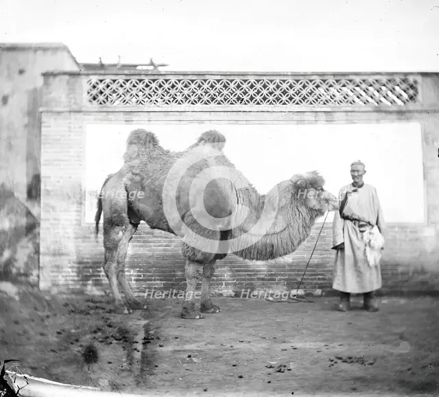 Peking, Pechili province, China: a camel with its owner, 1871. Creator: John Thomson.