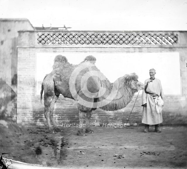 Peking, Pechili province, China: a camel with its owner, 1871. Creator: John Thomson.