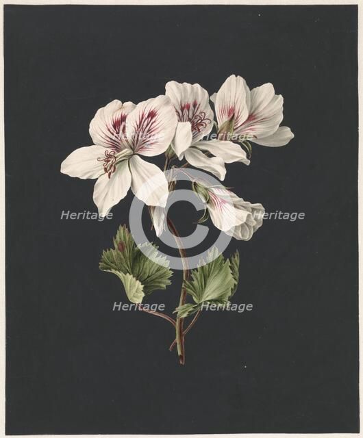 Pelargonium album Bicolor, 1830. Creator: M. de Gijselaar.