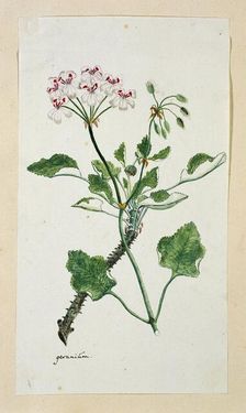 Pelargonium echinatum W. Curtis (Prickly-stemmed pelargonium), 1777-1786. Creator: Robert Jacob Gordon