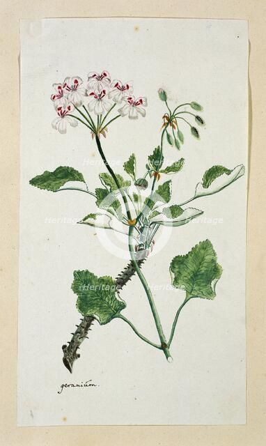 Pelargonium echinatum W. Curtis (Prickly-stemmed pelargonium), 1777-1786. Creator: Robert Jacob Gordon.