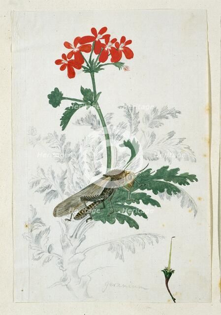 Pelargonium fulgidum L'Hérit, with a Gryllida (cricket), 1777-1786. Creator: Robert Jacob Gordon.