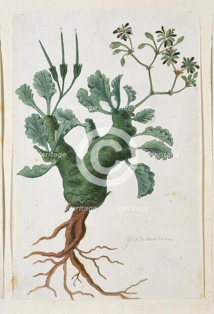 Pelargonium klinghartense Knuth, 1777-1786. Creator: Robert Jacob Gordon.