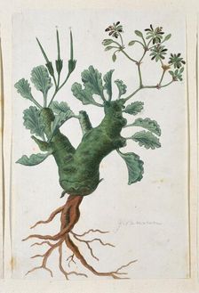 Pelargonium klinghartense Knuth, 1777-1786. Creator: Robert Jacob Gordon