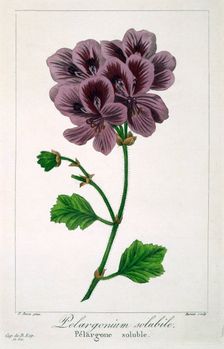 Pelargonium, pub. 1836. Creator: Panacre Bessa (1772-1846)