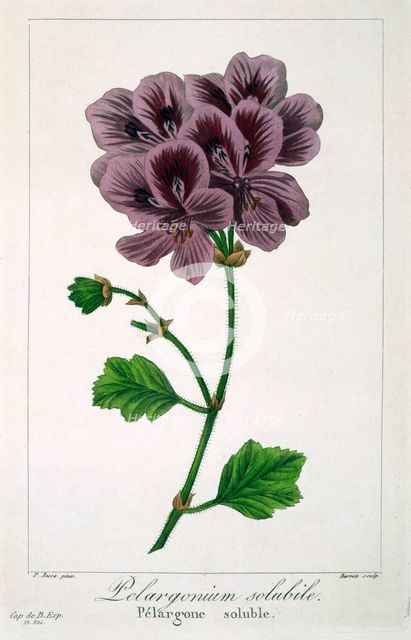 Pelargonium, pub. 1836. Creator: Panacre Bessa (1772-1846).
