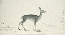 Pelea capreolus (Grey rhebok), 1777-1786. Creator: Robert Jacob Gordon