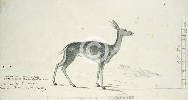 Pelea capreolus (Grey rhebok), 1777-1786. Creator: Robert Jacob Gordon.