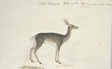 Pelea capreolus (Grey rhebok), 1777-1786. Creator: Robert Jacob Gordon