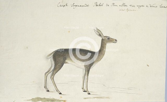 Pelea capreolus (Grey rhebok), 1777-1786. Creator: Robert Jacob Gordon.
