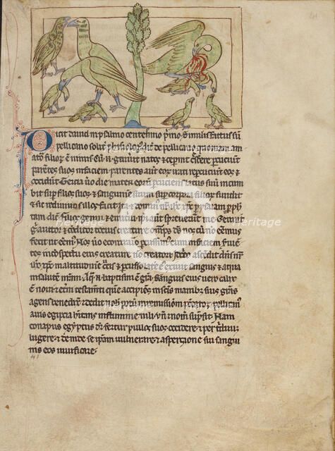 Pelicans; Northumberland Bestiary, about 1250-1260. Creator: Unknown.