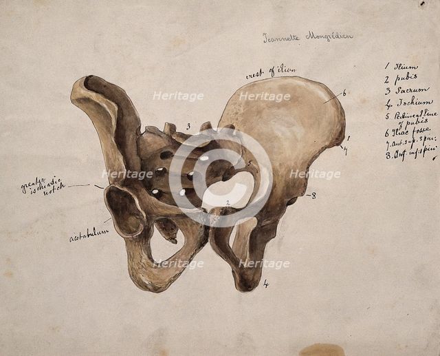 Pelvic bone, 1880. Creator: Jeannette Mongredien.