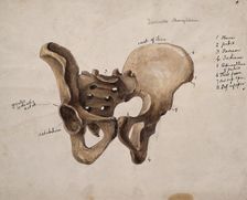 Pelvic bone, 1880. Creator: Jeannette Mongredien