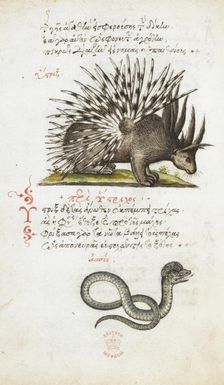 Pen and ink drawings of a porcupine and a snake, with colour wash, 1550s-1600. Creator: Daughter of Angelo Vergetio