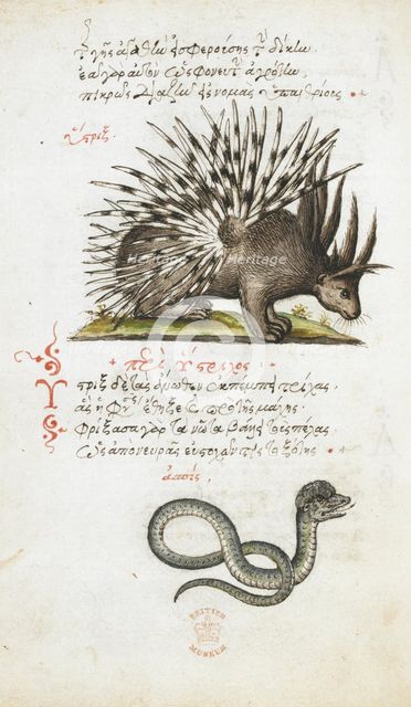 Pen and ink drawings of a porcupine and a snake, with colour wash, 1550s-1600. Creator: Daughter of Angelo Vergetio.