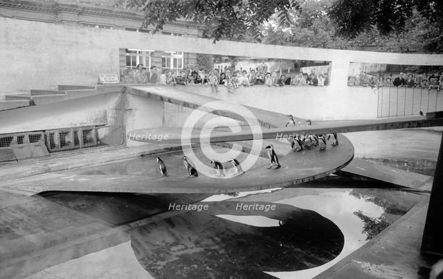 Penguin Pool, Zoological Gardens, Regent's Park, London, c1945-1980. Artist: Eric de Maré