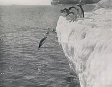 Penguins Diving c1911, (1913). Artist: Herbert Ponting