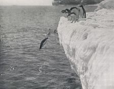 Penguins Diving c1911, (1913). Artist: Herbert Ponting