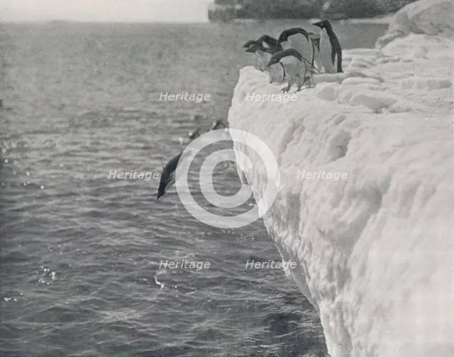 'Penguins Diving', c1911, (1913). Artist: Herbert Ponting.