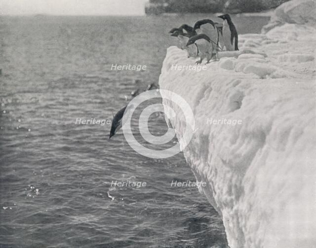 'Penguins Diving', c1911, (1913). Artist: Herbert Ponting.