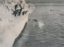 Penguins Diving c1911, (1913). Artist: Herbert Ponting