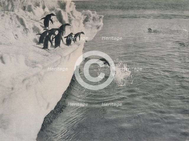 'Penguins Diving', c1911, (1913). Artist: Herbert Ponting.